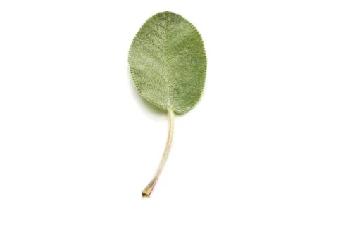 Close-up of Sage Leaf Isolated on White Background Stock Photos