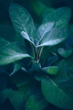 Close up of sage plant Stock Photos