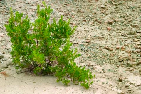 Close up of Sagebrush Stock-Fotos