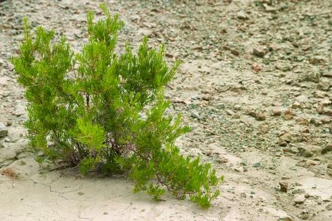 Close up of Sagebrush Stock Photos