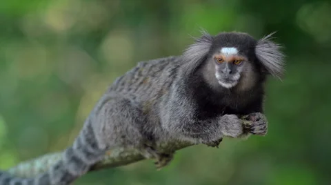 Sagui Monkey In The Wild Rio De Janeiro Brazil Stock Photo