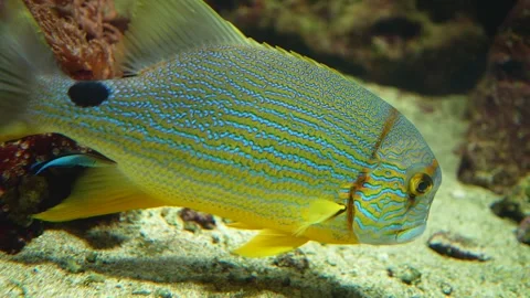 Close up of a sail fin sanpper fish  Stock Footage 299751259