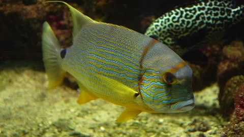 Close up of a sail fin sanpper fish  Видео 299751357