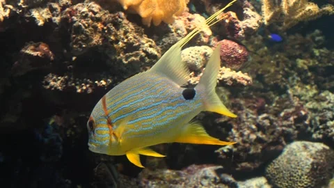 Close up of a sail fin sanpper fish underwater Stock Footage 299820837