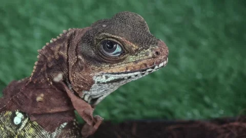 Close‑up of a sailfin lizard Stock Footage 341102877