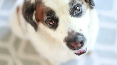 Close up of Saint Bernard dog smiling, video Stockbeeldmateriaal 64974790