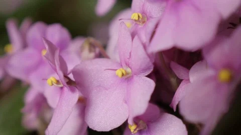 Close up of Saintpaulias African violet tiny flower slow tilt Video stock 73539958