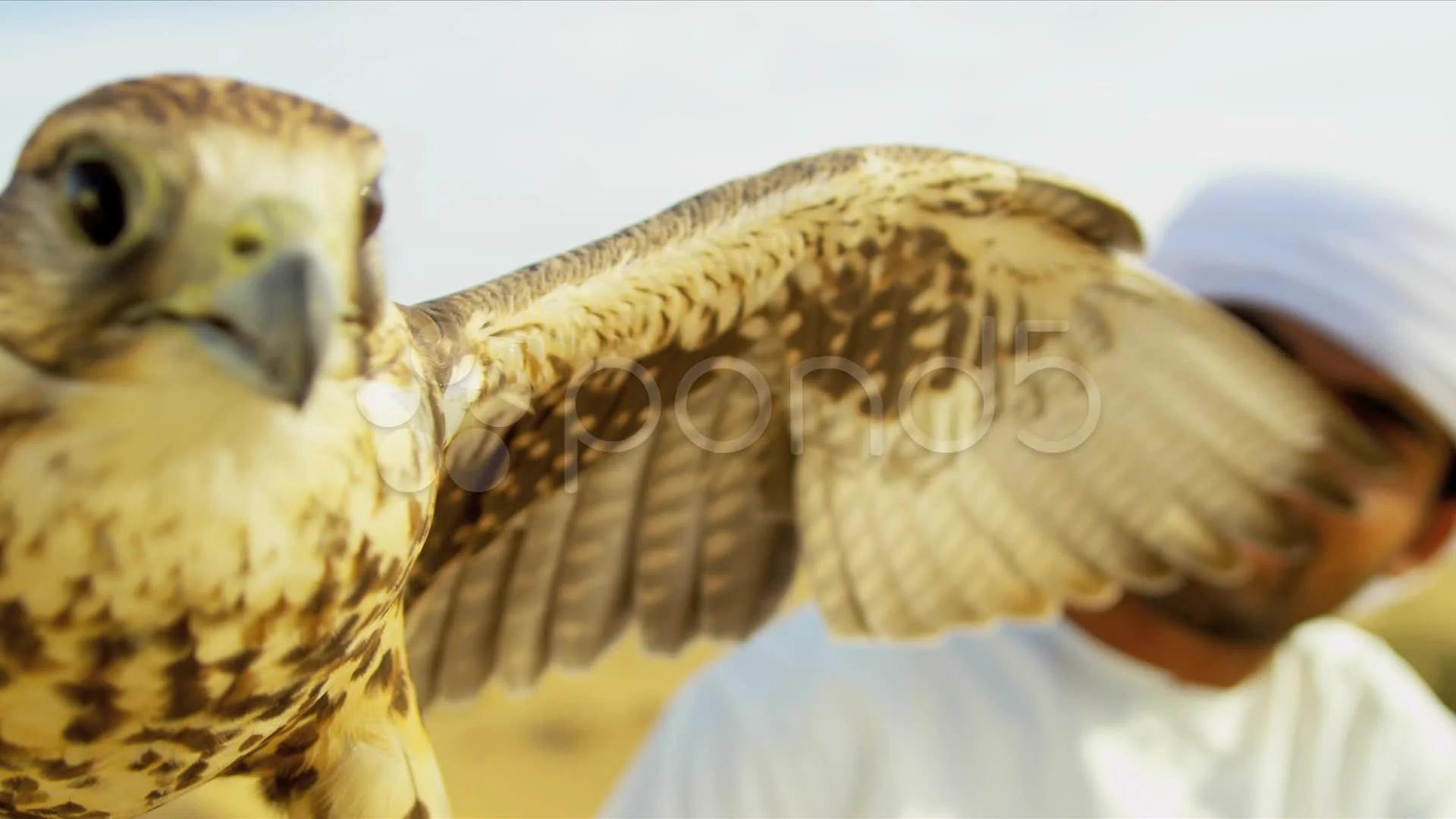 Close Up Saker Falcon Balanced Arabic Ma... | Stock Video | Pond5