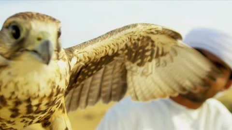 Close Up Saker Falcon Balanced Arabic Male Owners Glove Stock Footage 21366048