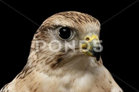 Close-up Saker Falcon, Falco cherrug, isolated on Black background Stock Photos