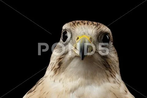 Close-up Saker Falcon, Falco cherrug, isolated on Black background Stock Photos
