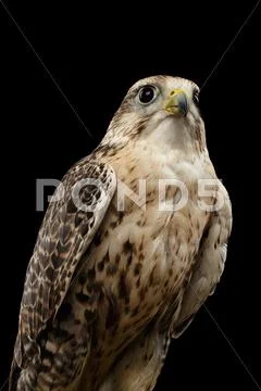 Close-up Saker Falcon, Falco cherrug, isolated on Black background Stock Photos