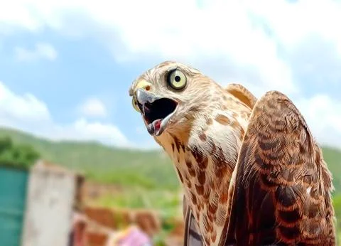 Close up of a Saker Falcon Stock Photos