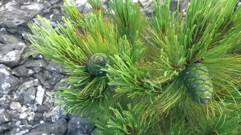 Close-up of Sakhalin dwarf stone pine branch with cones Stock Footage 209850237