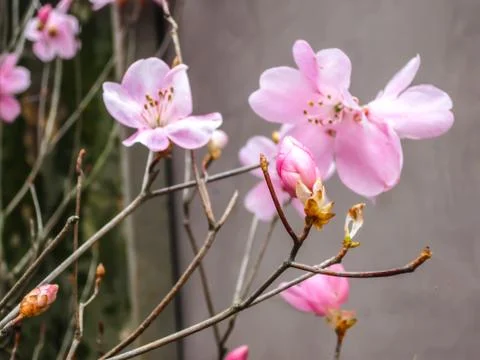 Close up sakura blooming Foto stock