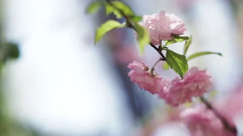 Close up of sakura buds blooming on tree branches with blurred background Stock Footage 194516755