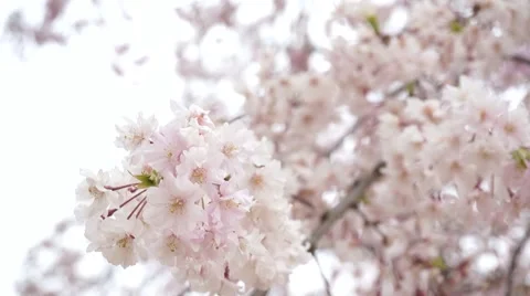 Close-up Sakura cherry blossom Stock Footage 44497458