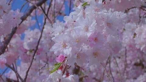 Close up of Sakura Flowers Stock Footage 91114302