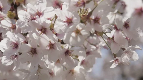Close up sakura flowers with sunlight spring Stock Footage 123333038