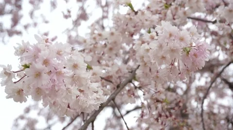 Close-up sakura Stock Footage 44497461