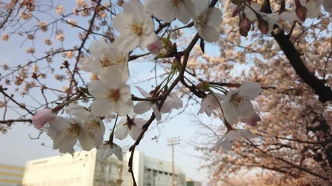 Close-up of sakura in motion by windy and panning shot Stock Footage 132385180