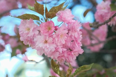 Close-up of a sakura tree branch on a clear sunny day Stock Photos