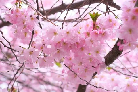 Close-up of a sakura tree branch on a clear sunny day Stock Photos