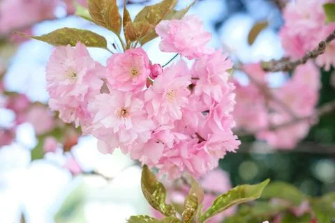 Close-up of a sakura tree branch on a clear sunny day Stock Photos