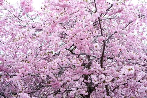 Close-up of a sakura tree branch on a clear sunny day Stock Photos