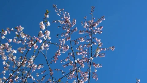 Close up of sakura tree branches and bumblebee in the park in summer day 스톡 동영상 89238370