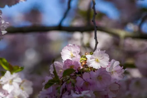 Close-up of sakura tree full in blooming pink flowers Stock Photos