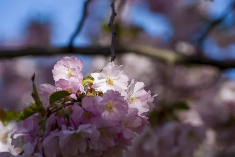 Close-up of sakura tree full in blooming pink flowers Stock Photos