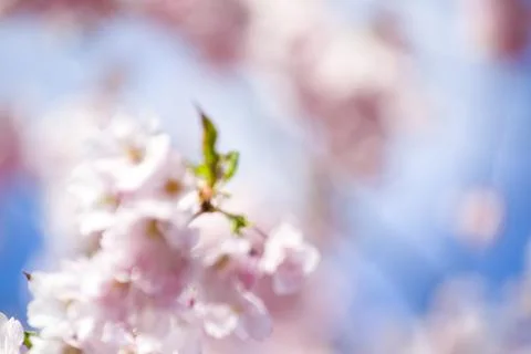 Close-up of sakura tree full in blooming pink flowers Stock Photos