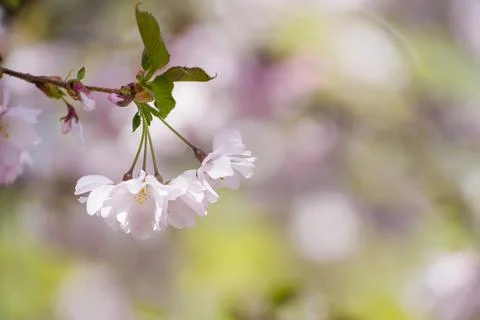 Close-up of sakura tree full in blooming pink flowers Stock Photos