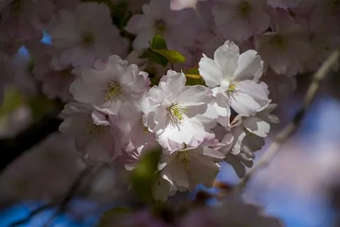 Close-up of sakura tree full in blooming pink flowers Stock Photos