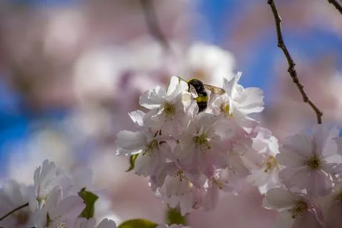 Close-up of sakura tree full in blooming pink flowers Stock Photos