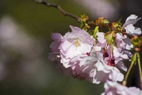 Close-up of sakura tree full in blooming pink flowers Stock Photos