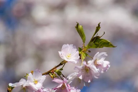 Close-up of sakura tree full in blooming pink flowers Stock Photos