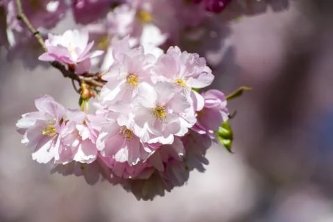 Close-up of sakura tree full in blooming pink flowers Stock Photos