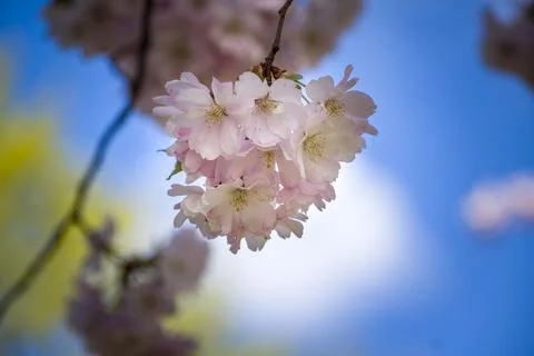 Close-up of sakura tree full in blooming pink flowers Stock Photos