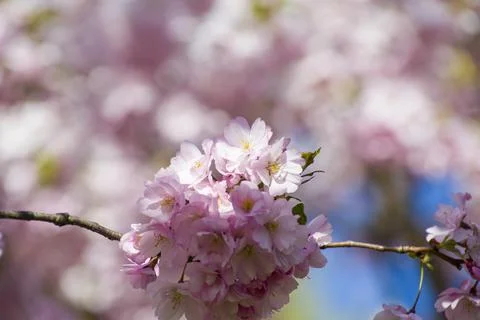 Close-up of sakura tree full in blooming pink flowers Stock Photos