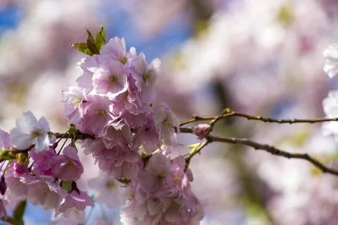 Close-up of sakura tree full in blooming pink flowers Stock Photos