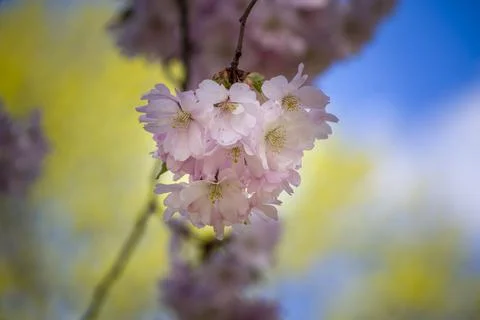 Close-up of sakura tree full in blooming pink flowers Stock Photos