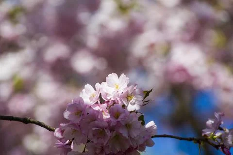 Close-up of sakura tree full in blooming pink flowers Stock Photos
