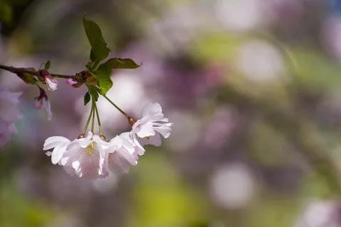 Close-up of sakura tree full in blooming pink flowers Stock Photos
