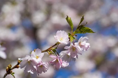 Close-up of sakura tree full in blooming pink flowers Stock Photos