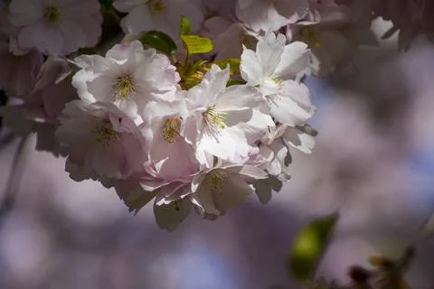 Close-up of sakura tree full in blooming pink flowers Stock Photos