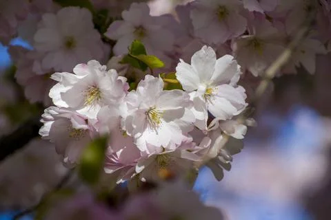 Close-up of sakura tree full in blooming pink flowers Stock Photos