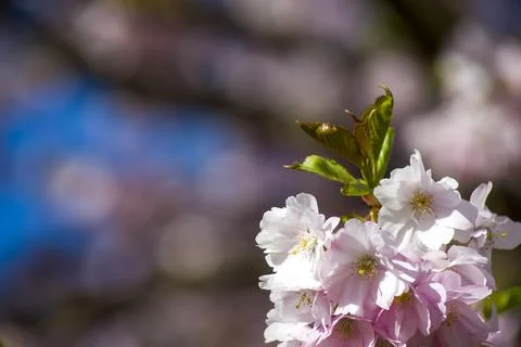 Close-up of sakura tree full in blooming pink flowers Stock Photos