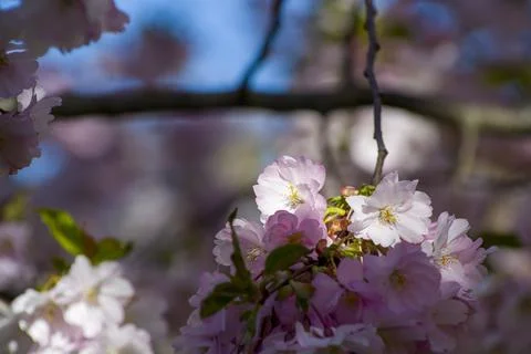 Close-up of sakura tree full in blooming pink flowers Stock Photos